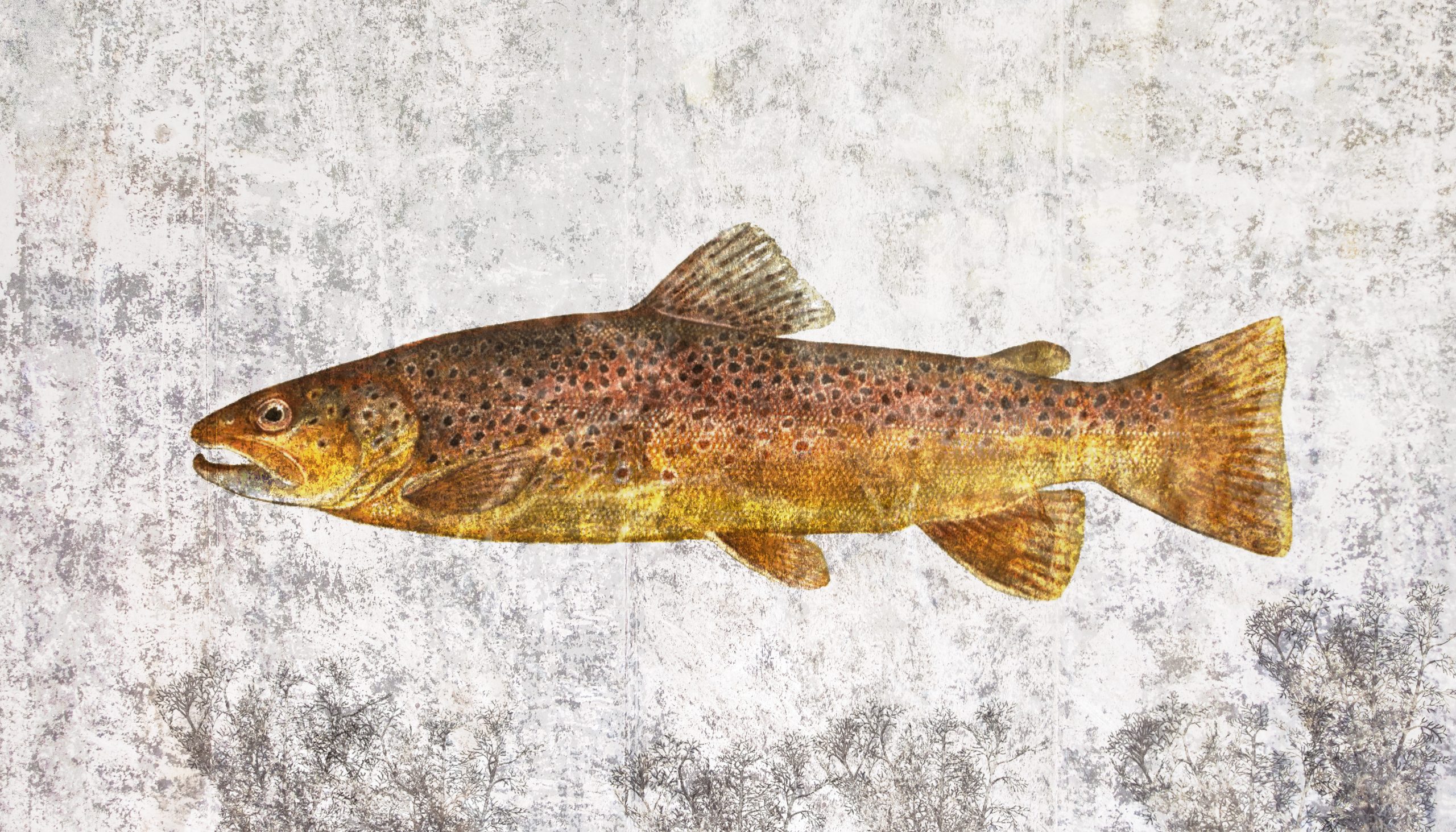 Bachforelle_ Bernhardts Interior