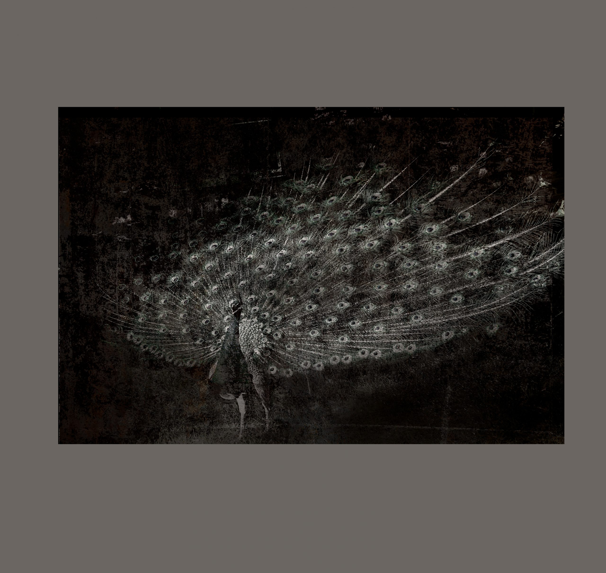 Digitale Kunst _ Pfau Fresco