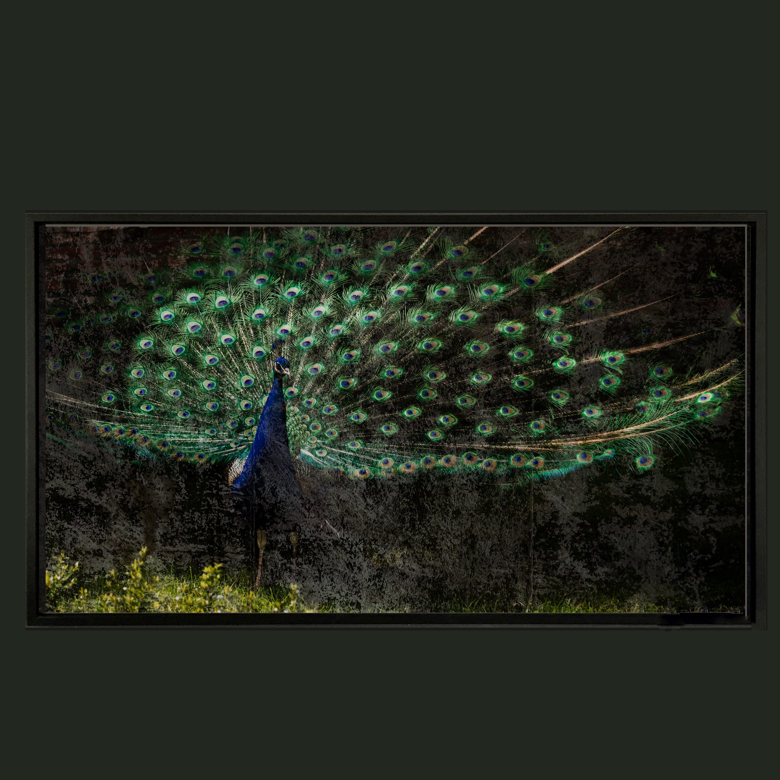 Pfauenbild Bernhardts Interior