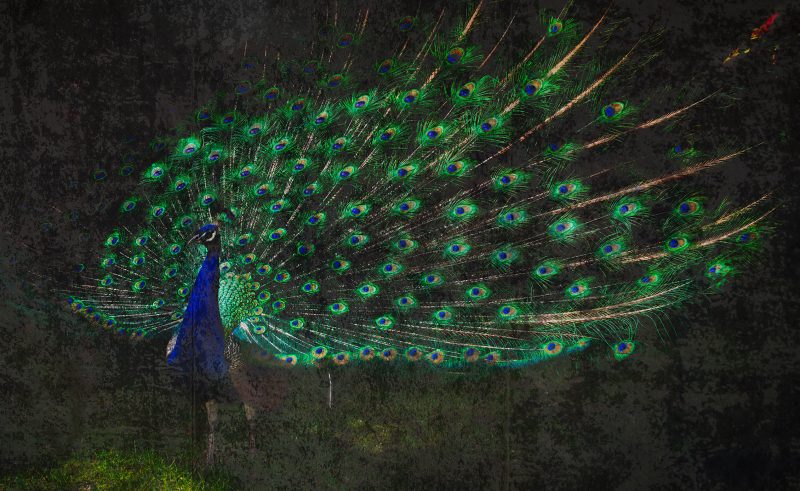 Peacock_ Bernhardts Interior