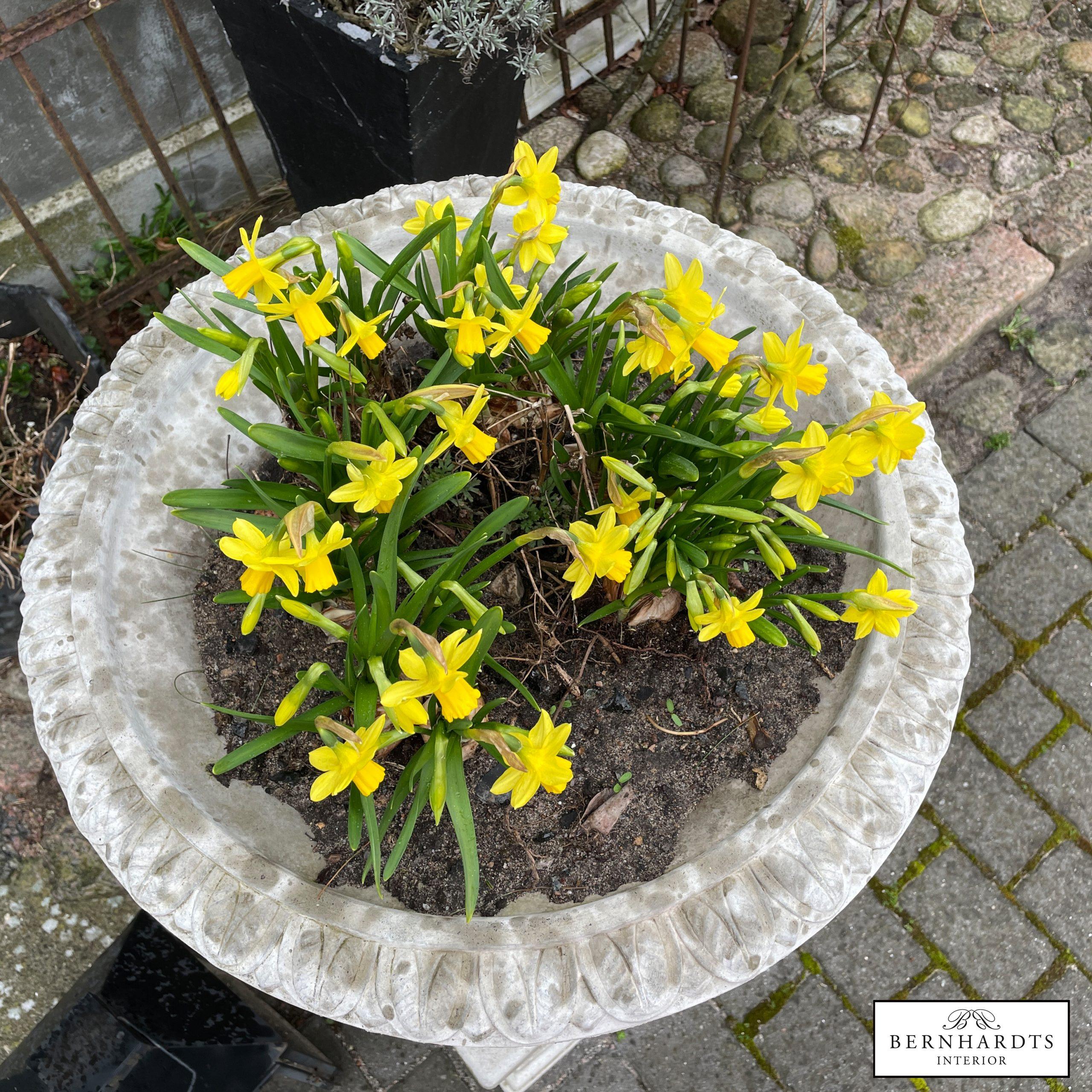 Englische Pflanzschale_ Pott Bernhardts Interior