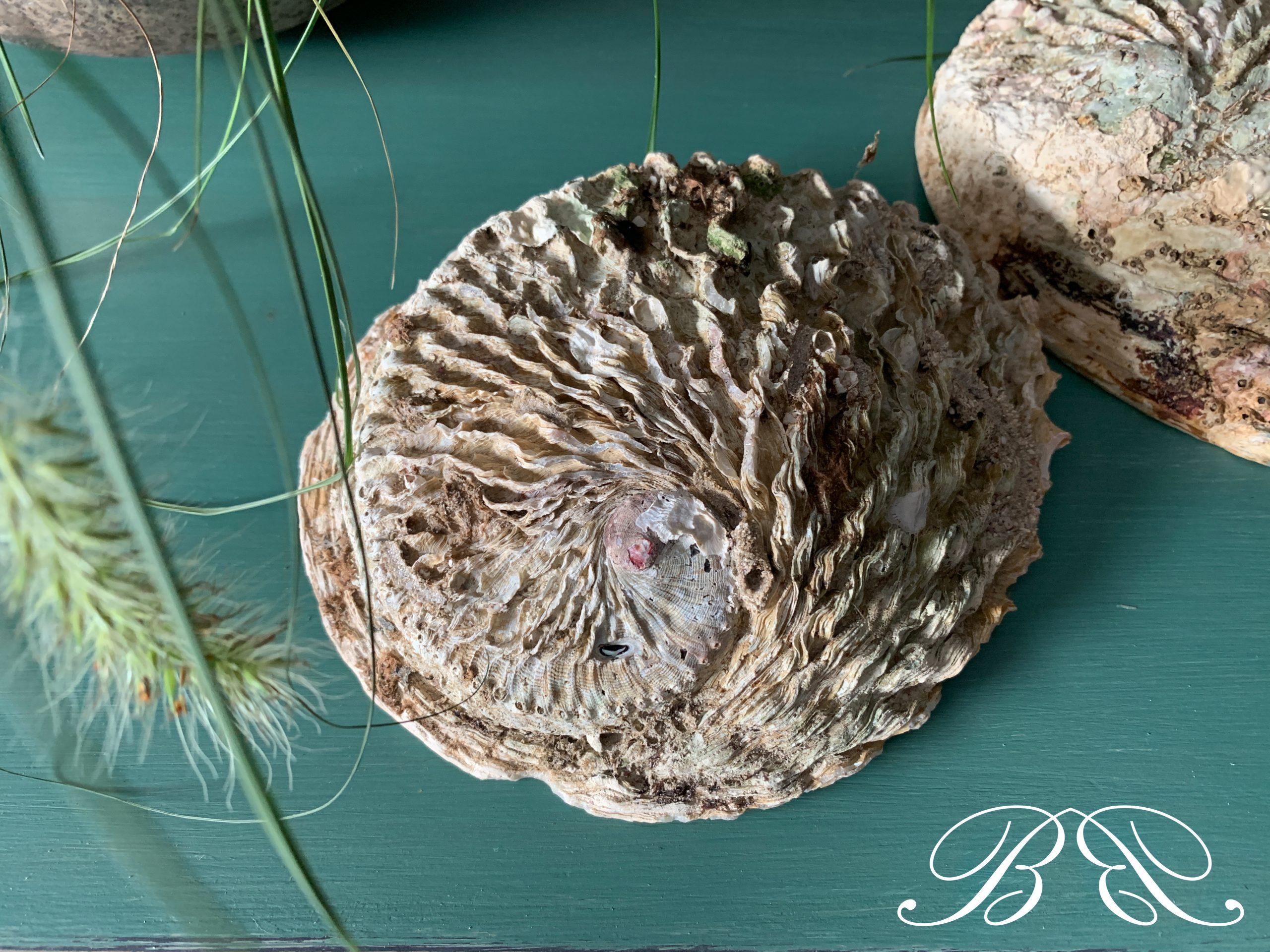 Louis Seize Kommode_ Bernhardts Interior