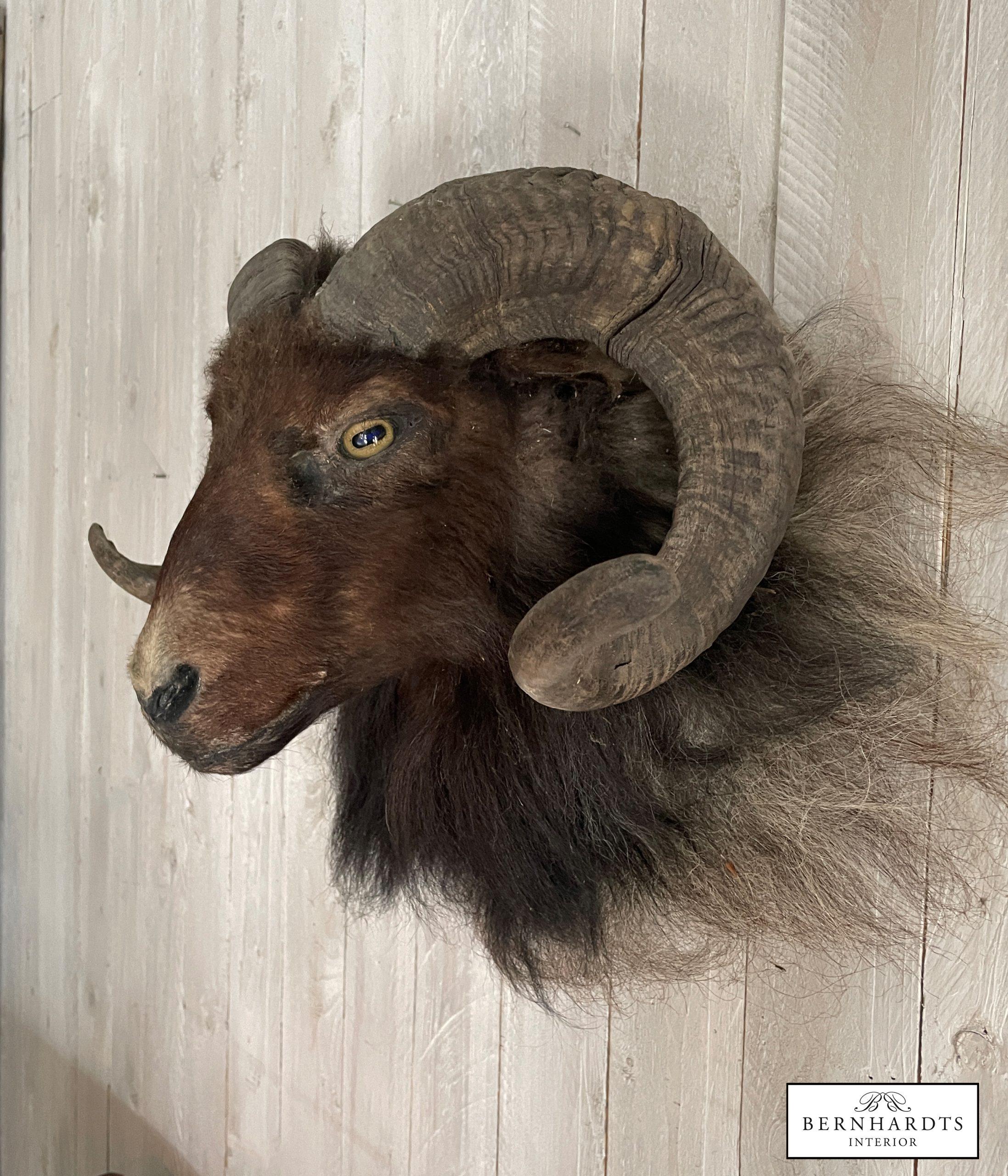 Mufflonkopf- Tierpräparat_ Bernhardts Interior
