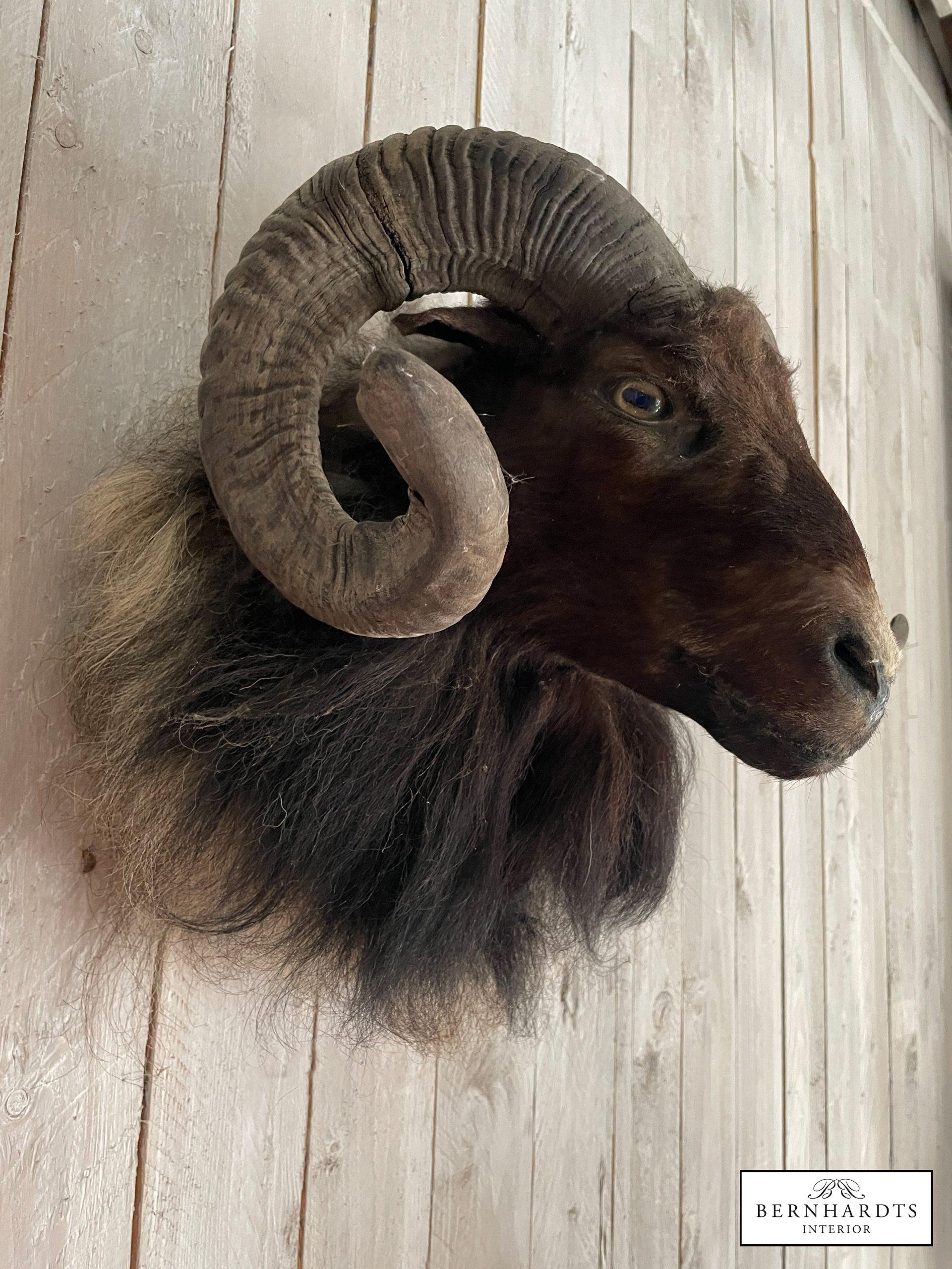 Mufflonkopf- Tierpräparat_ Bernhardts Interior