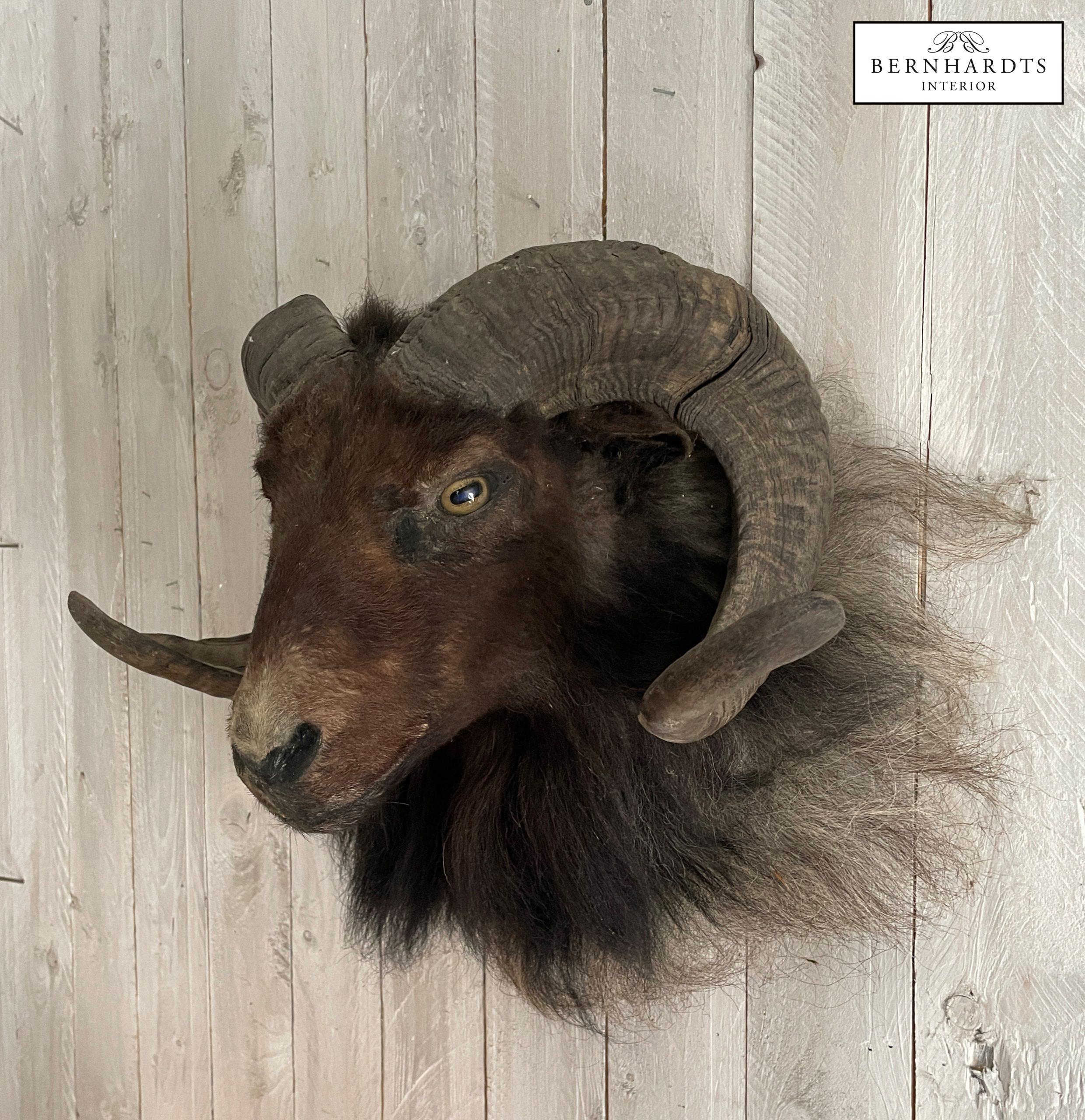 Mufflonkopf- Tierpräparat_ Bernhardts Interior