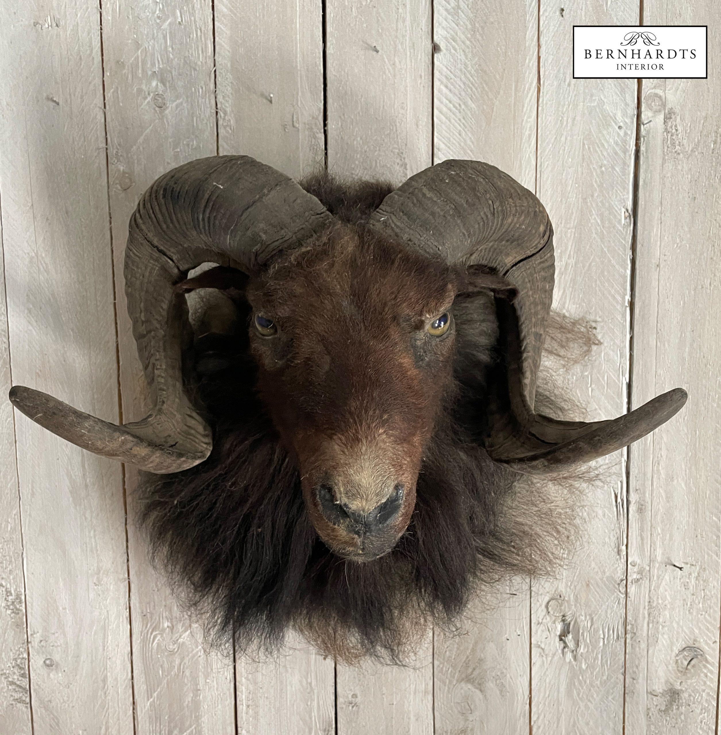 Mufflonkopf- Tierpräparat_ Bernhardts Interior